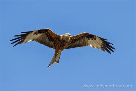 Red kite bird of prey milan Free stock photos in JPEG (.jpg) 1358x689 ...