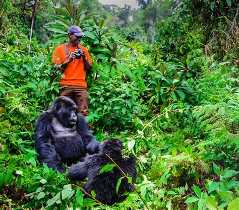 Rwanda S Gorillas Wildlife Trek Explore In 7 Days