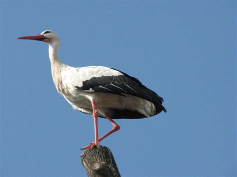 Stork In Munster Alsace One Of Many Storks In Munster Al Flickr