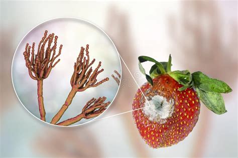 Strawberry With Molds And Closeup View Of Mold Fungi Penicillium