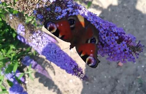 Murarka ogrodowa Siła w naturze życie gniazdowanie hodowla