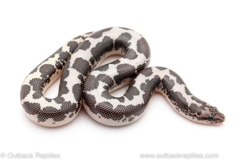 Anery Kenyan Sand Boa Outback Reptiles