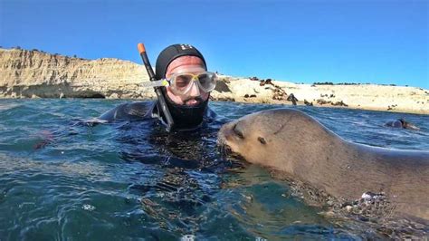 Puerto Madryn Snorkeling Trip With Sea Lions GetYourGuide