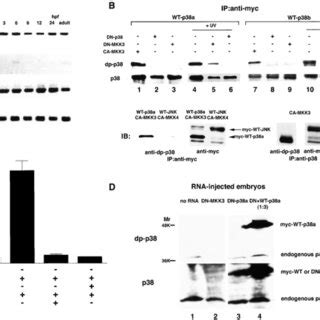 Inhibition Of P38 Activation Perturbs Cytokinesis On One Side Of The