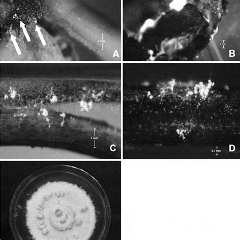 Duration Of The Life Cycle Of Beauveria Bassiana On The Coffee Berry Download Scientific