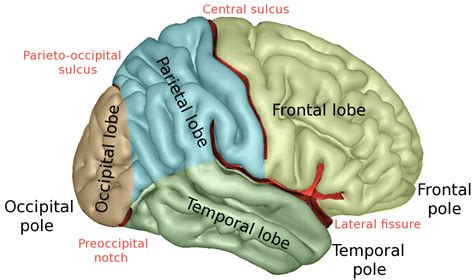 Occipital Brain Lobe Function Anatomy Position And Structure