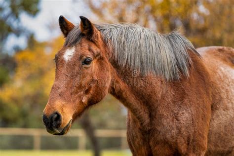 Horse on a Farm during Fall Color Trees Leaves Stock Photo - Image of ...