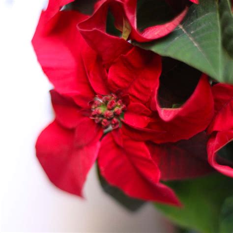 Comment Garder Votre Poinsettia En Vie Jusqu No L Prochain Citysens