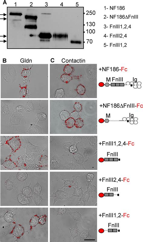 Fibronectin Type Iii Like Domains Of Neurofascin Protein Mediate