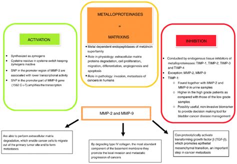 Diverse Functions Of Metalloproteinases Snp Single Nucleotide