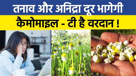 Benefits Of Chamomile Tea In Hindi