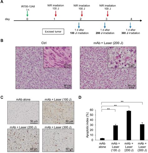 Histological Analysis And Tunel Staining Of Xenografted Tumors Treated