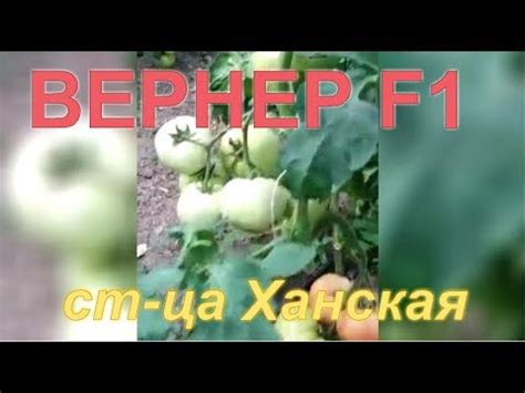 Томат Вернер F1 - прекрасные результаты в пленочных теплицах ...