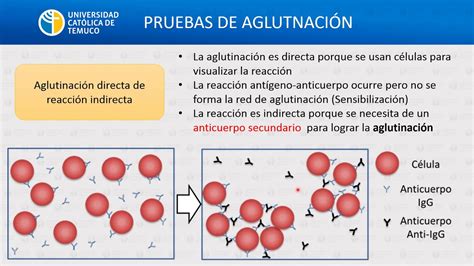 Ic Procedimientos Inmunol Gicos Basados En Rx Ag Ac Youtube