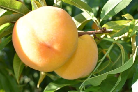 Mirabel Clingstone Peach Variety - Tsesmelis Fruit & Nut Nursery - Greece