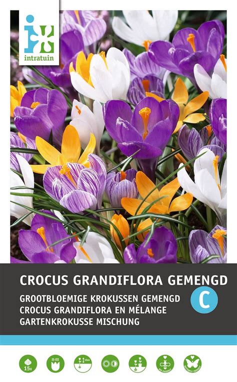 Intratuin Bloembollen Krokus Crocus Grandiflora Gemengd 15 Stuks