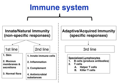 Immune System Part Flashcards Quizlet