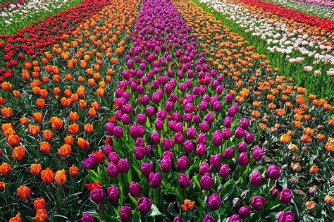 Tulips Flowers Tulip Field Tulpenbluete Tulip Fields Field Of