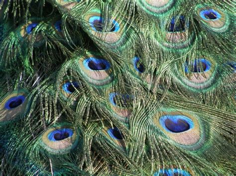 Free peacock eyes Photos & Pictures | FreeImages