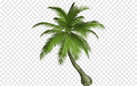 125 Coconut Palm Illustration Png Pngegg