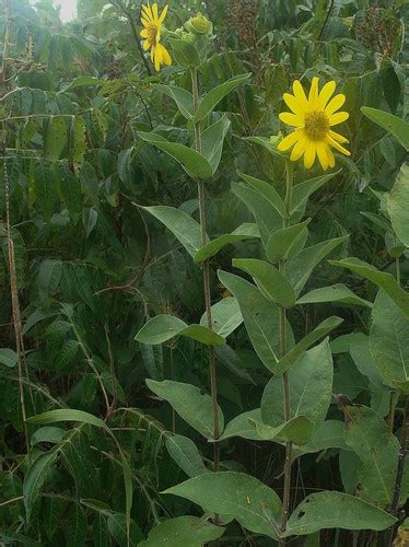 Starry Rosinweed Seeds Southeast Native Wildflower Florida Native