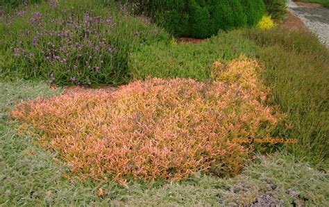 Plantfiles Pictures Calluna Ling Scotch Heather Multicolor