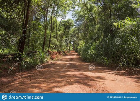 Paisagem De Bela Estrada De Terra Que Atravessa Uma Floresta Densa Foto