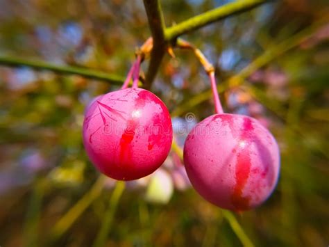 A Capparis Decidua Flower Sweet Color Stock Image - Image of botany ...