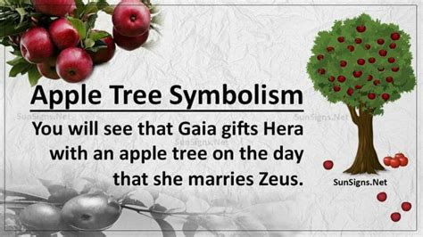 Apple Tree Symbolism The Tree Of Eden And The Forbidden Fruit