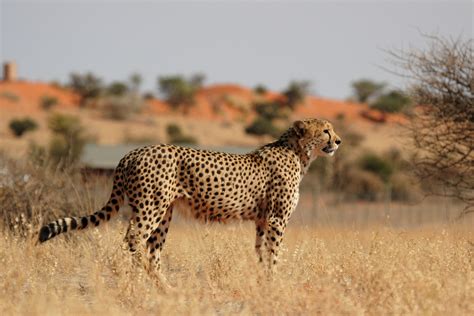 The Best Places To See Cheetahs In Africa | AFKTravel