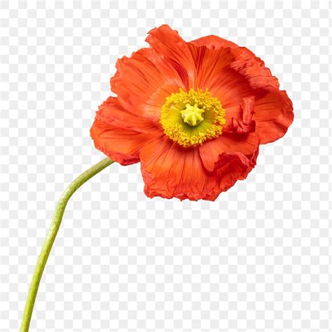 Close Red Poppy Flower Transparent Premium Png Sticker Rawpixel