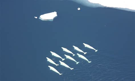 Beluga Whale Habitat | Motorcycle Review and Galleries