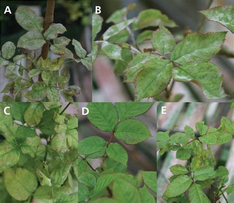 Figure From Control Of Powdery Mildew Sphaerotheca Pannosa Var