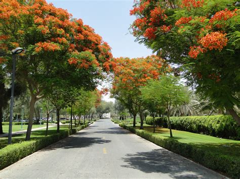 Delonix Regia Flame Tree Buy Outdoor Plants Online Green Souq Uae