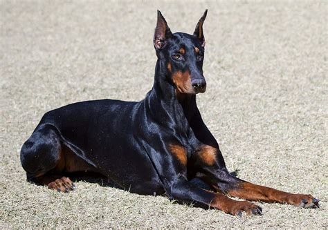 doberman wallpapers wallpaperscom