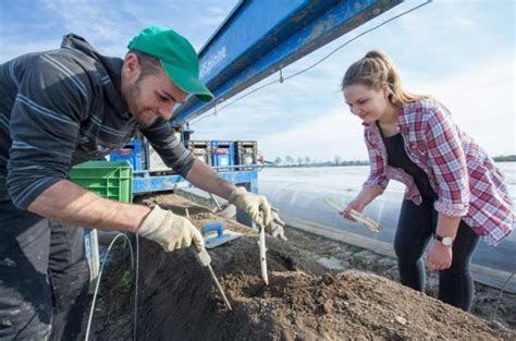 Zbiory szparagów bez języka Holandia praca sezonowa od marca 2021