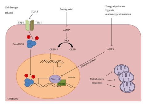 Mitochondria biogenesis allows tissue adaption under stress ...