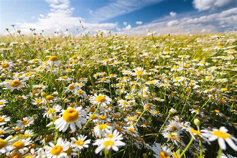 Слънчева лайка - Фотобанка