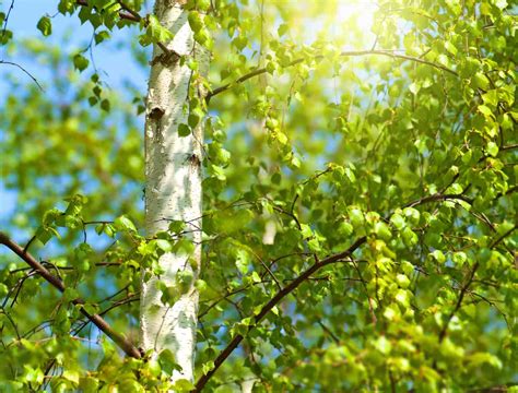 Carpinus Betulus Charme Culture Et Entretien