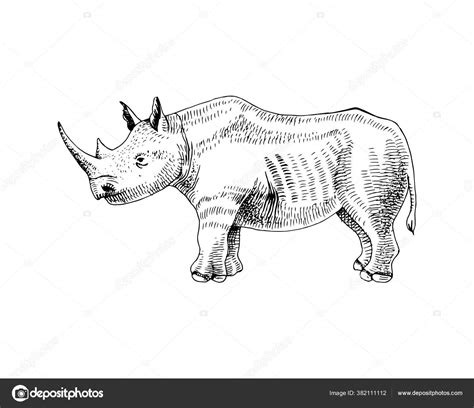 Hand Drawn Rhinoceros Stock Vector Image By ©martm 382111112