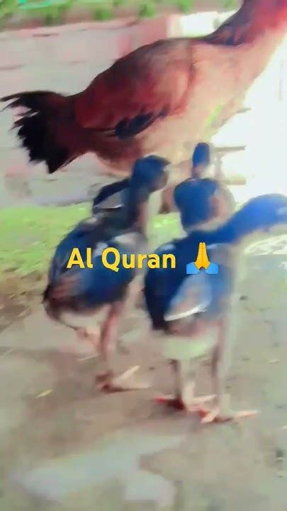 Allah Sabse Bada Hai Hai Musalmanon Allah Se Dara Karo Youtube