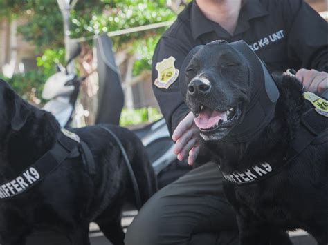 總統大選維安偵爆犬成焦點 耳罩抗噪與美軍同規不怕造勢鞭炮聲 生活 中央社 Cna