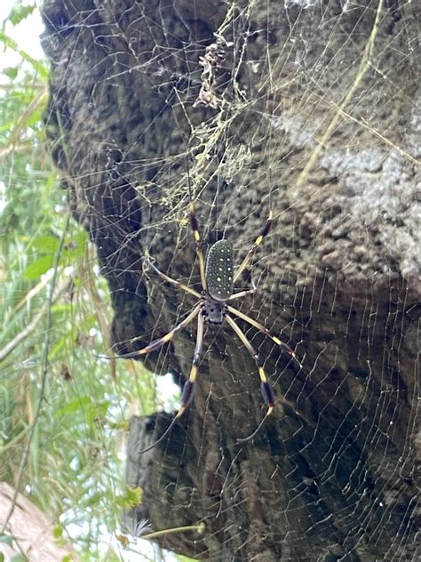 Golden Silk Spider From Bioparque Ukumar Pereira Risaralda Co On