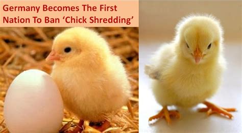 Germany Becomes The First Nation To Ban ‘chick Shredding