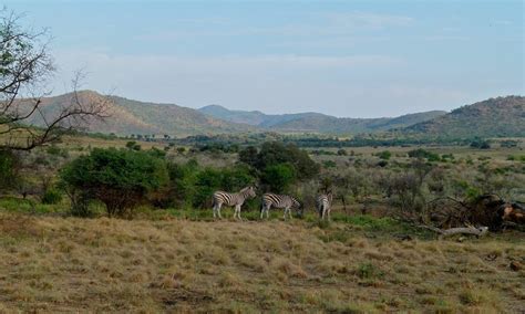 Top 10 Facts About Madikwe Game Reserve Discover Walks Blog