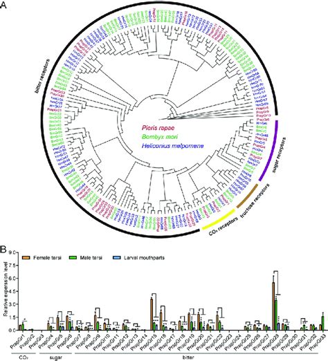 Phylogenetic Relationships And Tissue Expression Patterns Of GR Genes