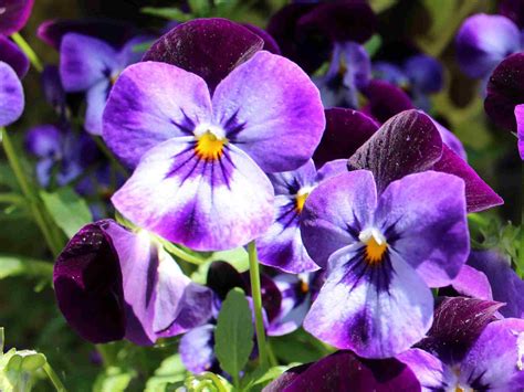 10 Best Container Plants for Winter - Primrose Garden Club | Expert Tips, Advice & Inspiration