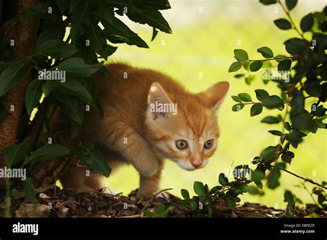 Domestic Cat House Cat Felis Silvestris F Catus Red Tabby Kitten