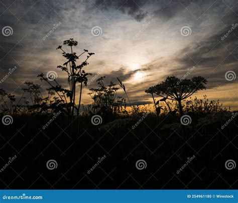 Silhouette Of Cow Parsley Flowers With A Sunset In The Background