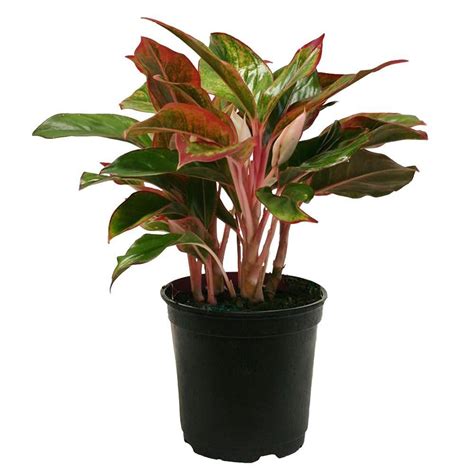 Best Trees And Plants From Home Depot Popsugar Home